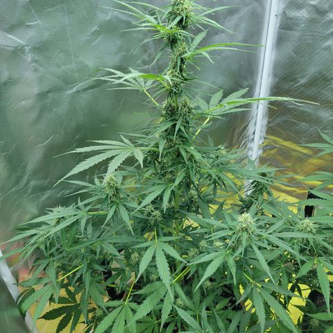 Súper Lemon Haze auto growlog timeline photo