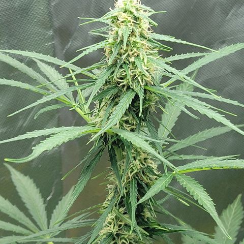 Súper Lemon Haze auto growlog timeline photo