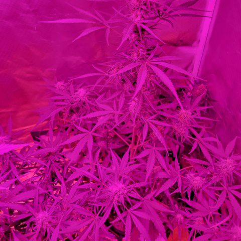 Gorilla Glue #4 growlog timeline photo