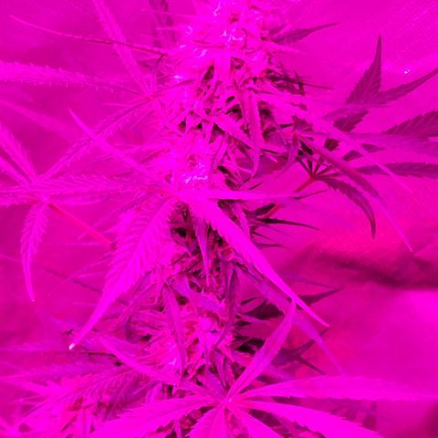 Gorilla Glue #4 growlog timeline photo