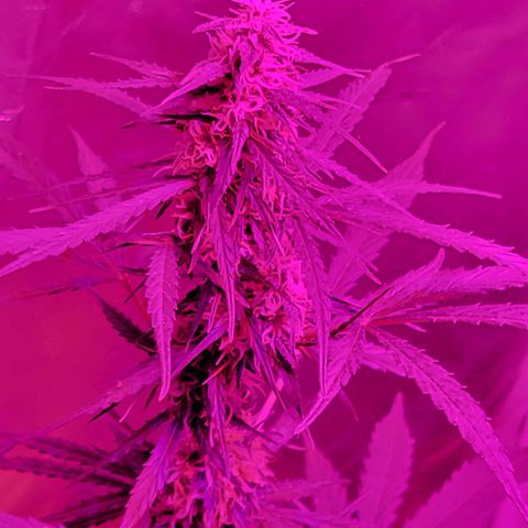 Súper Lemon Haze auto growlog timeline photo