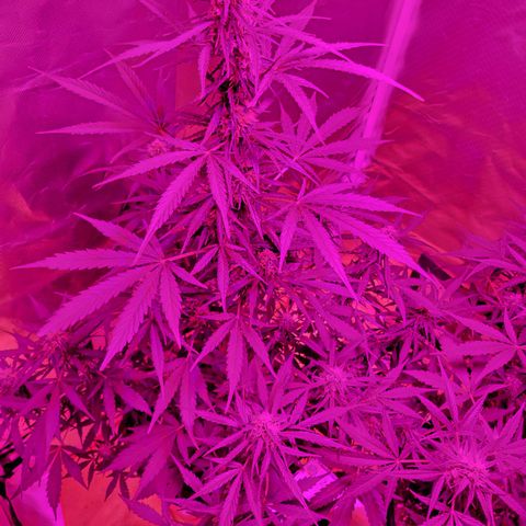 Súper Lemon Haze auto growlog timeline photo