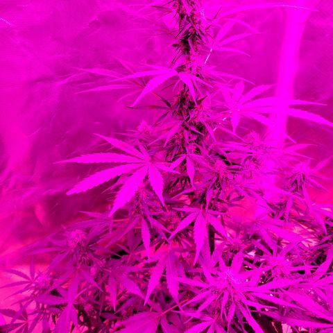 Súper Lemon Haze auto growlog timeline photo