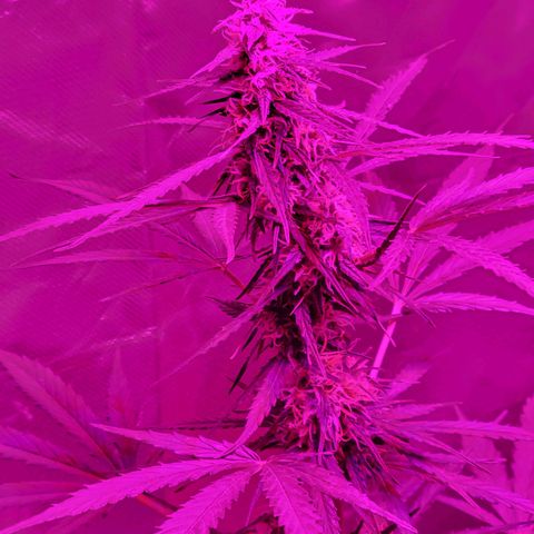 Súper Lemon Haze auto growlog timeline photo