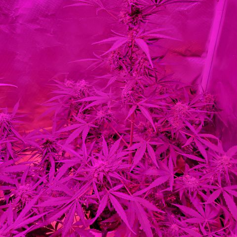 Gorilla Glue #4 growlog timeline photo