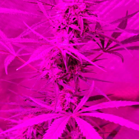 Gorilla Glue #4 growlog timeline photo