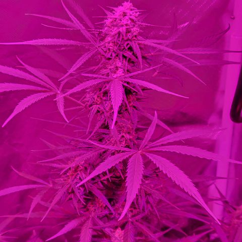 Gorilla Glue #4 growlog timeline photo