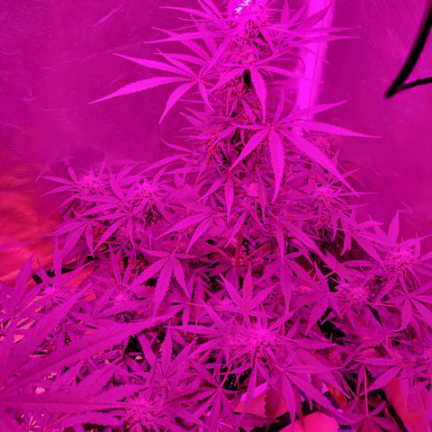 Gorilla Glue #4 growlog timeline photo