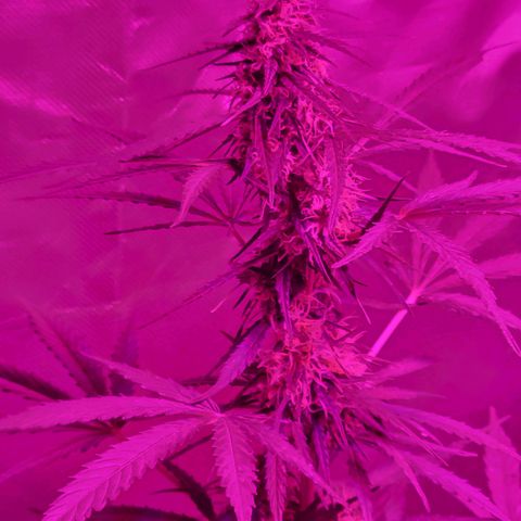 Súper Lemon Haze auto growlog timeline photo