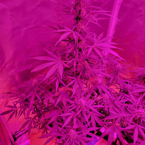 Súper Lemon Haze auto growlog timeline photo