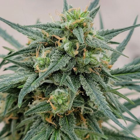 Gorilla Glue #4 growlog timeline photo