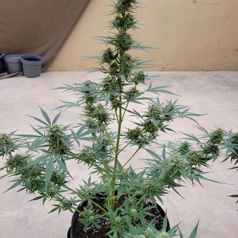 Gorilla Glue #4 growlog timeline photo