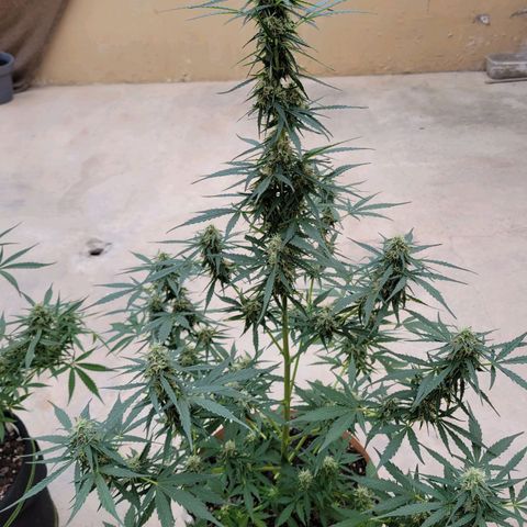 Súper Lemon Haze auto growlog timeline photo