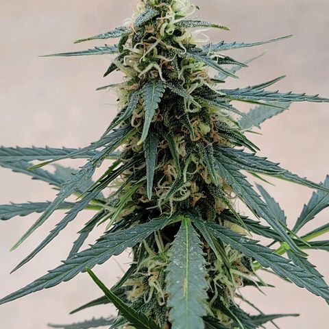 Súper Lemon Haze auto growlog timeline photo