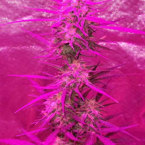 Gorilla Glue #4 growlog timeline photo