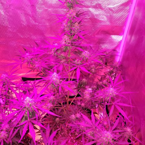 Gorilla Glue #4 growlog timeline photo