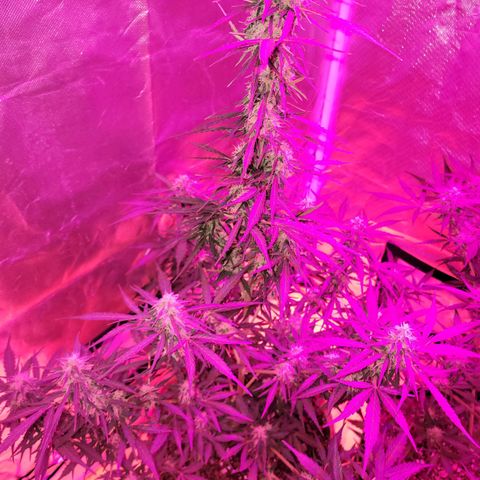 Súper Lemon Haze auto growlog timeline photo