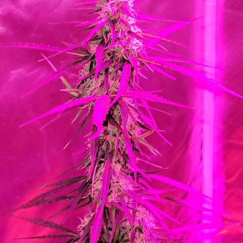 Súper Lemon Haze auto growlog timeline photo