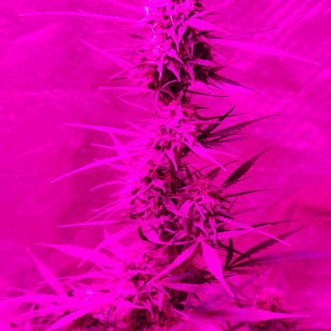 Gorilla Glue #4 growlog timeline photo