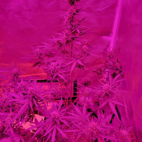 Gorilla Glue #4 growlog timeline photo