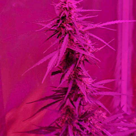Súper Lemon Haze auto growlog timeline photo