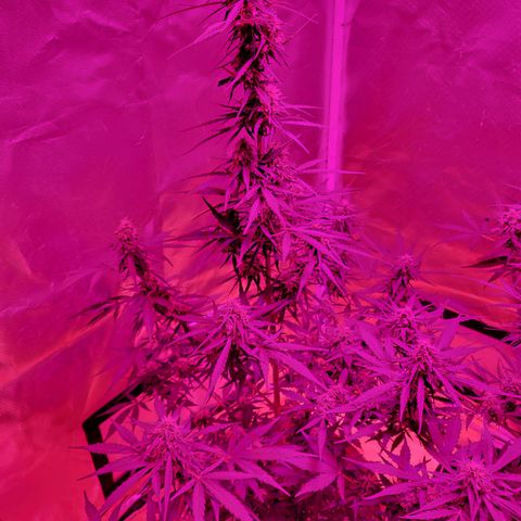 Súper Lemon Haze auto growlog timeline photo