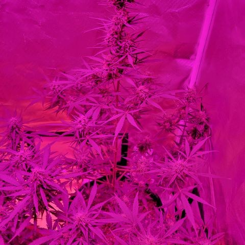 Gorilla Glue #4 growlog timeline photo