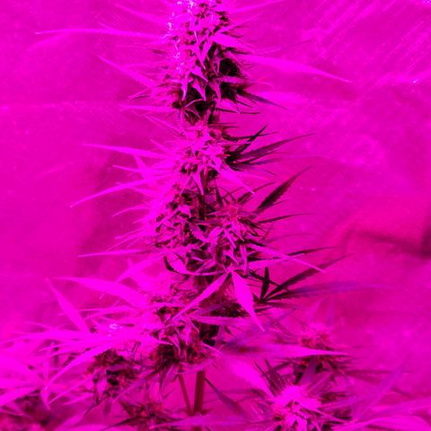 Gorilla Glue #4 growlog timeline photo
