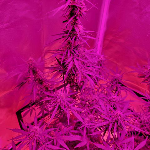 Súper Lemon Haze auto growlog timeline photo