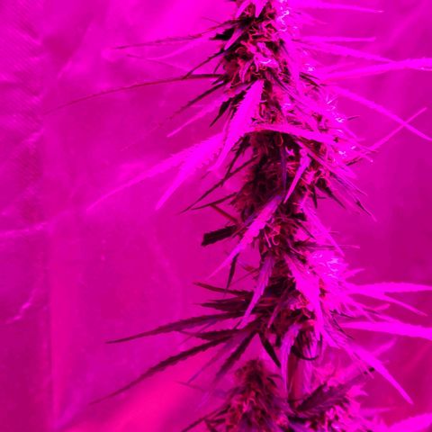 Súper Lemon Haze auto growlog timeline photo