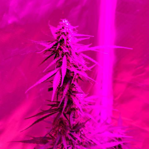 Súper Lemon Haze auto growlog timeline photo