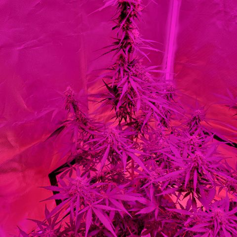 Súper Lemon Haze auto growlog timeline photo