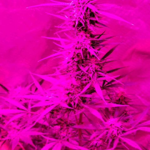 Gorilla Glue #4 growlog timeline photo