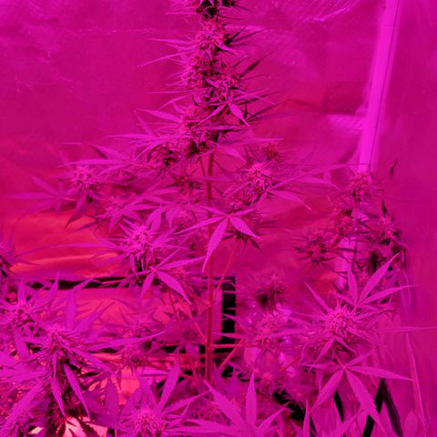 Gorilla Glue #4 growlog timeline photo