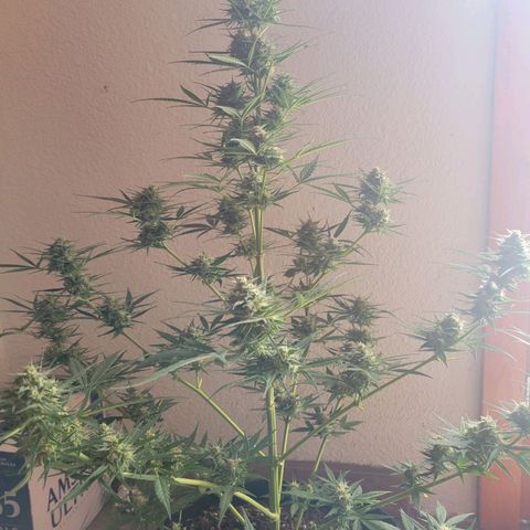 Gorilla Glue #4 growlog timeline photo