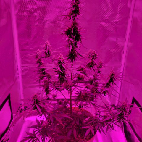 Súper Lemon Haze auto growlog timeline photo