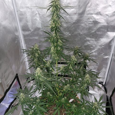 Súper Lemon Haze auto growlog timeline photo