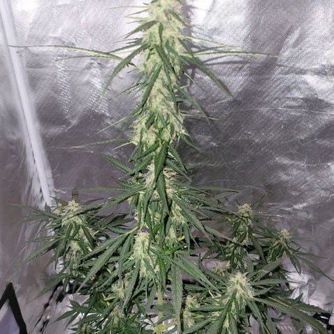 Súper Lemon Haze auto growlog timeline photo
