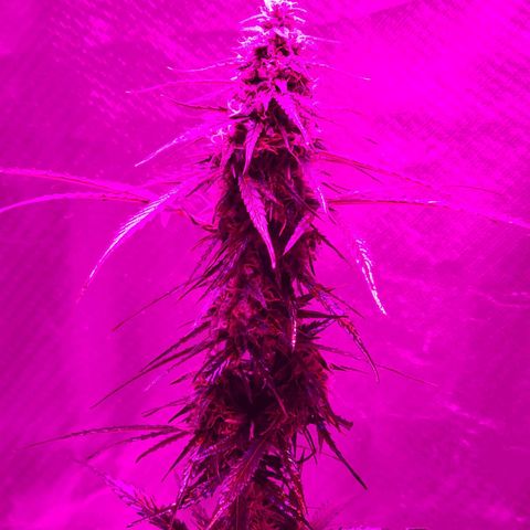 Súper Lemon Haze auto growlog timeline photo