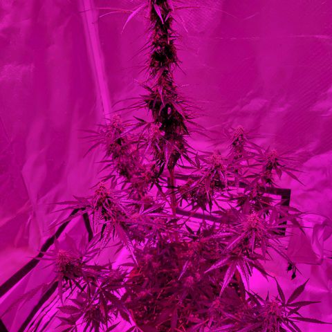 Súper Lemon Haze auto growlog timeline photo