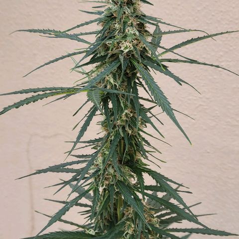 Súper Lemon Haze auto growlog timeline photo