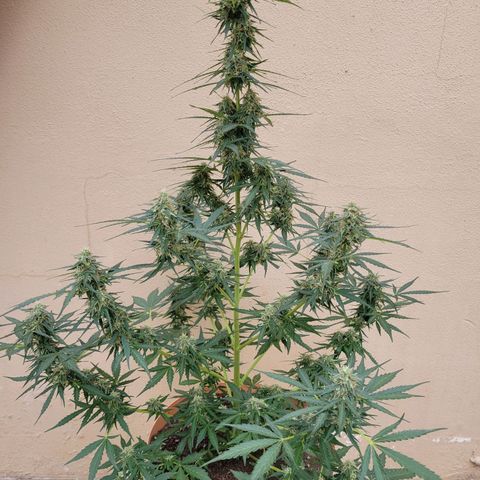 Súper Lemon Haze auto growlog timeline photo