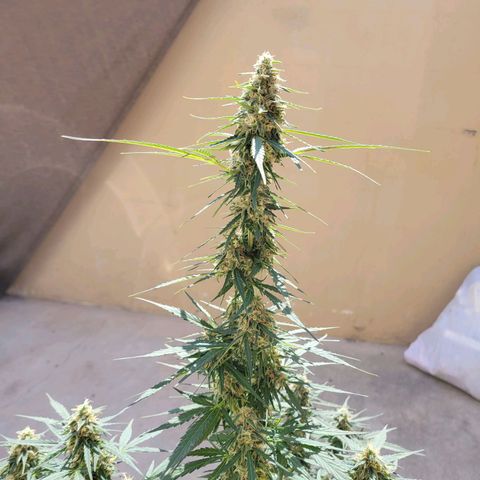Súper Lemon Haze auto growlog timeline photo