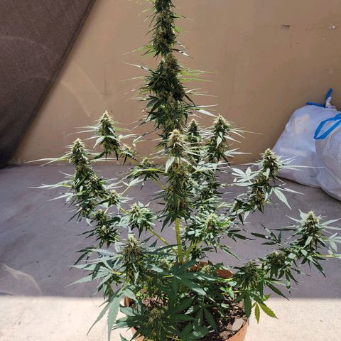 Súper Lemon Haze auto growlog timeline photo