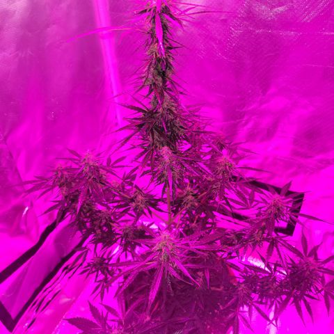 Súper Lemon Haze auto growlog timeline photo