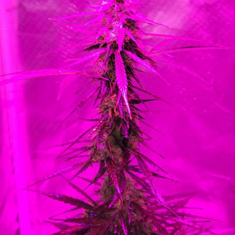 Súper Lemon Haze auto growlog timeline photo