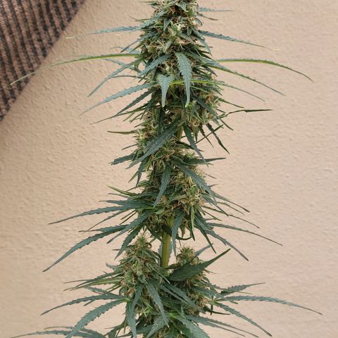 Súper Lemon Haze auto growlog timeline photo
