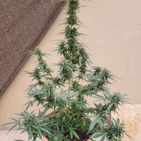 Súper Lemon Haze auto growlog timeline photo
