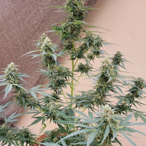 Súper Lemon Haze auto growlog timeline photo