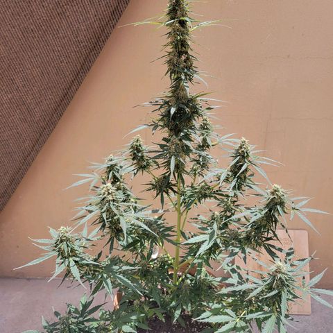 Súper Lemon Haze auto growlog timeline photo